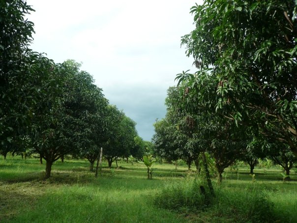 A field of trees with grass

AI-generated content may be incorrect.