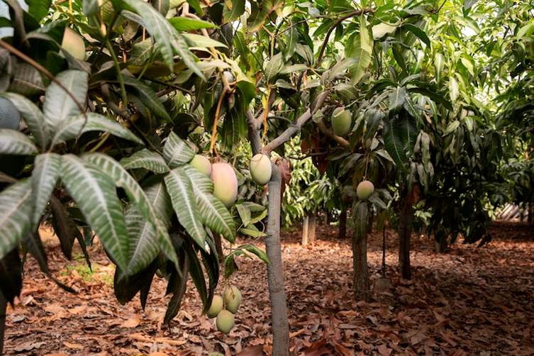 Mango grove Images - Free Download on Freepik